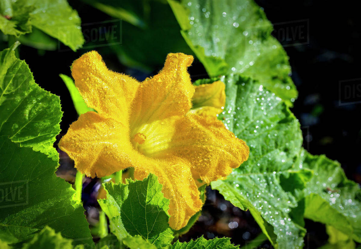 Close-up of a yellow zucchini blossom in the sunlight with water ...