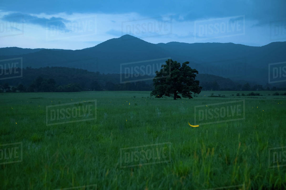 Fireflies illuminated at dusk in Cades Cove, a valley in Great Smoky
