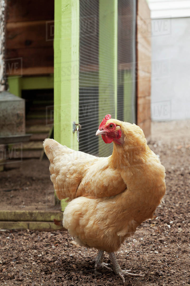 A chicken outside it's coop;San francisco california united states of