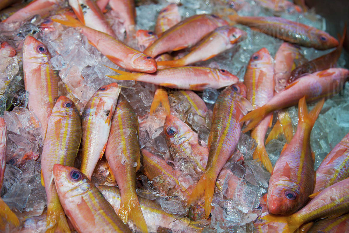 Fresh fish laying on ice in chinatown;Honolulu oahu hawaii united