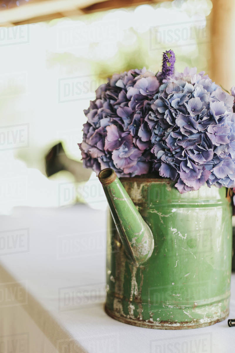 Purple Flowers In An Old Watering Can Pemberton British Columbia Purple Flowers In An Old Watering Can Pemberton British Columbia Canada
