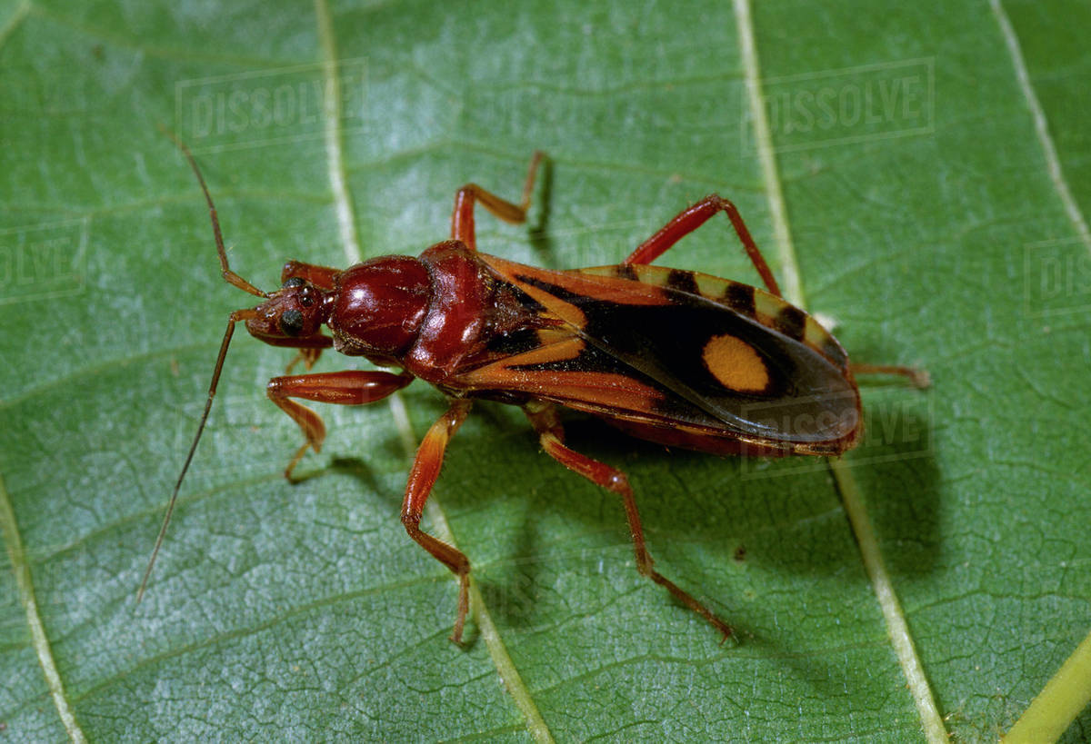Agriculture Beneficial insect, Western Corsair (Rasahus thoracicus
