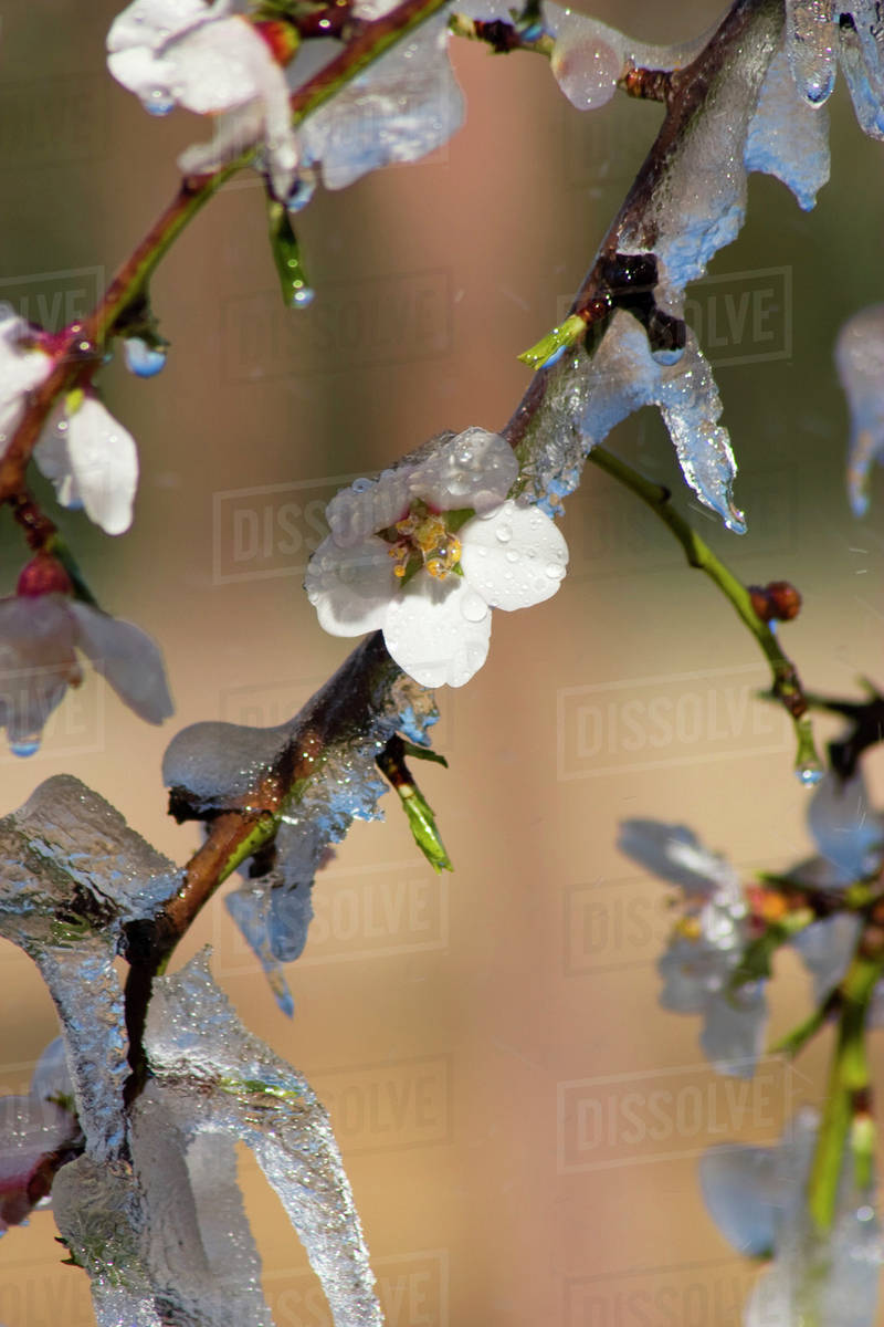 Agriculture Almond blossoms and new foliage coated in ice during a