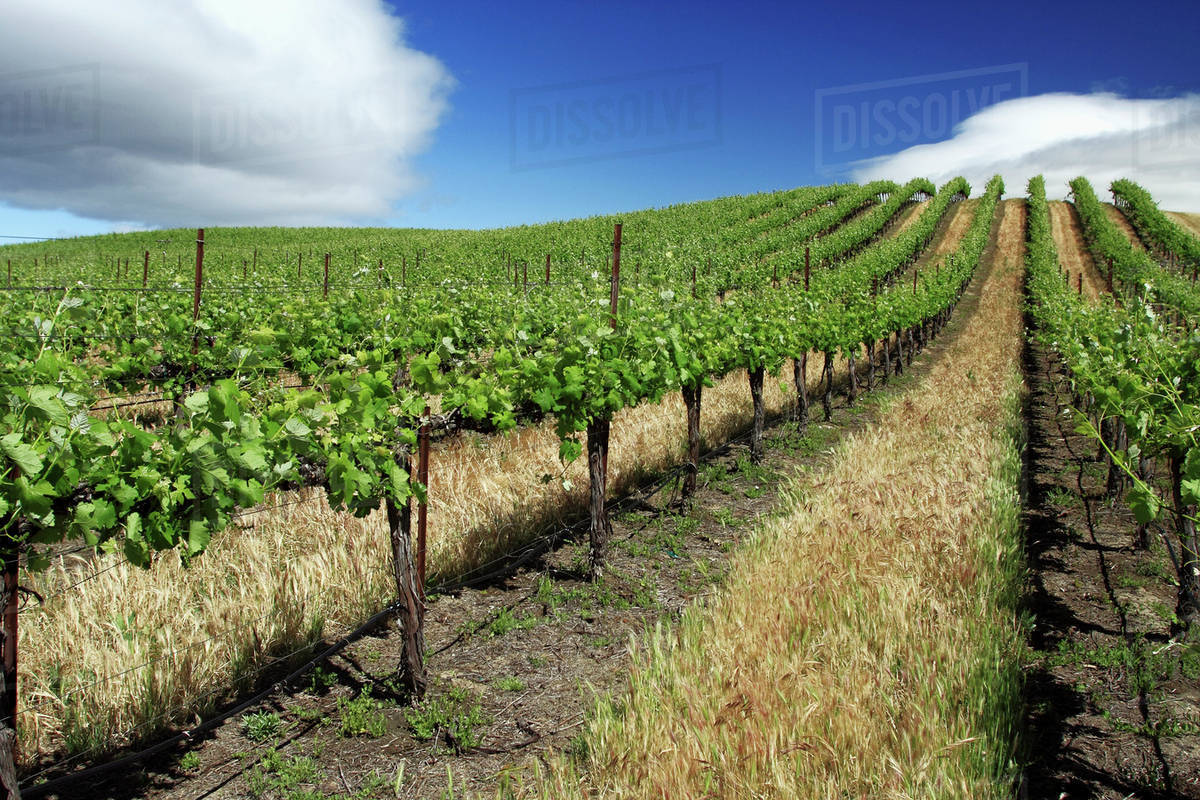 Agriculture Wine grape vineyard planted on rolling hills with Spring