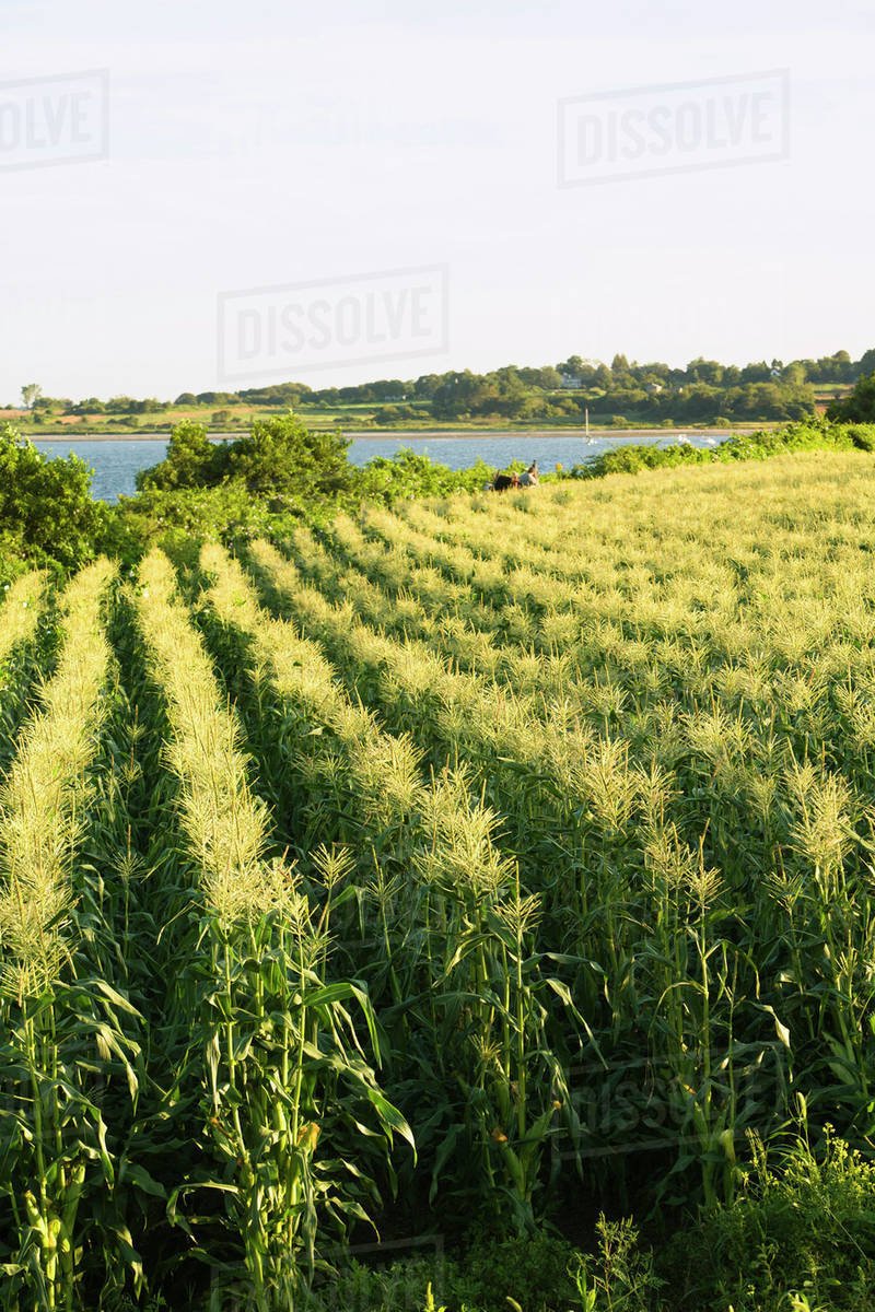 Agriculture Field of mature sweet corn plants in afternoon sunlight