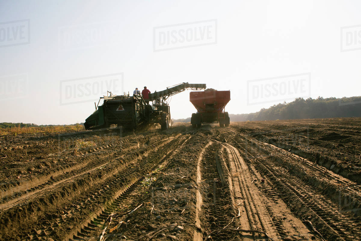 Agriculture Harvesting potatoes at a local family produce farm / Little Compton, Rhode Island
