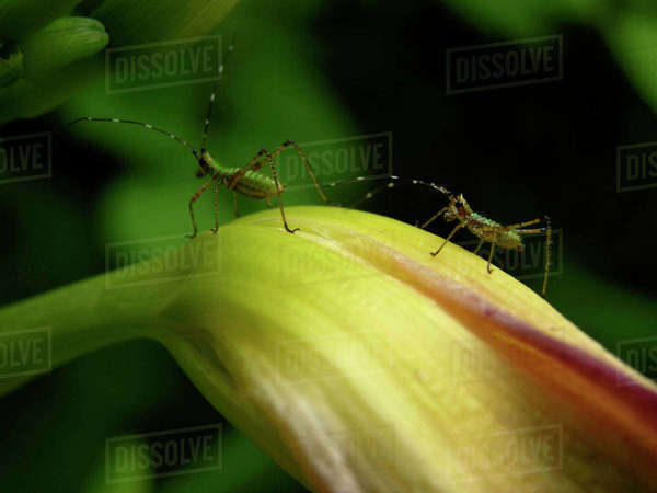 Close-up of a two hopping insects on a flowering plant - Royalty-free ...