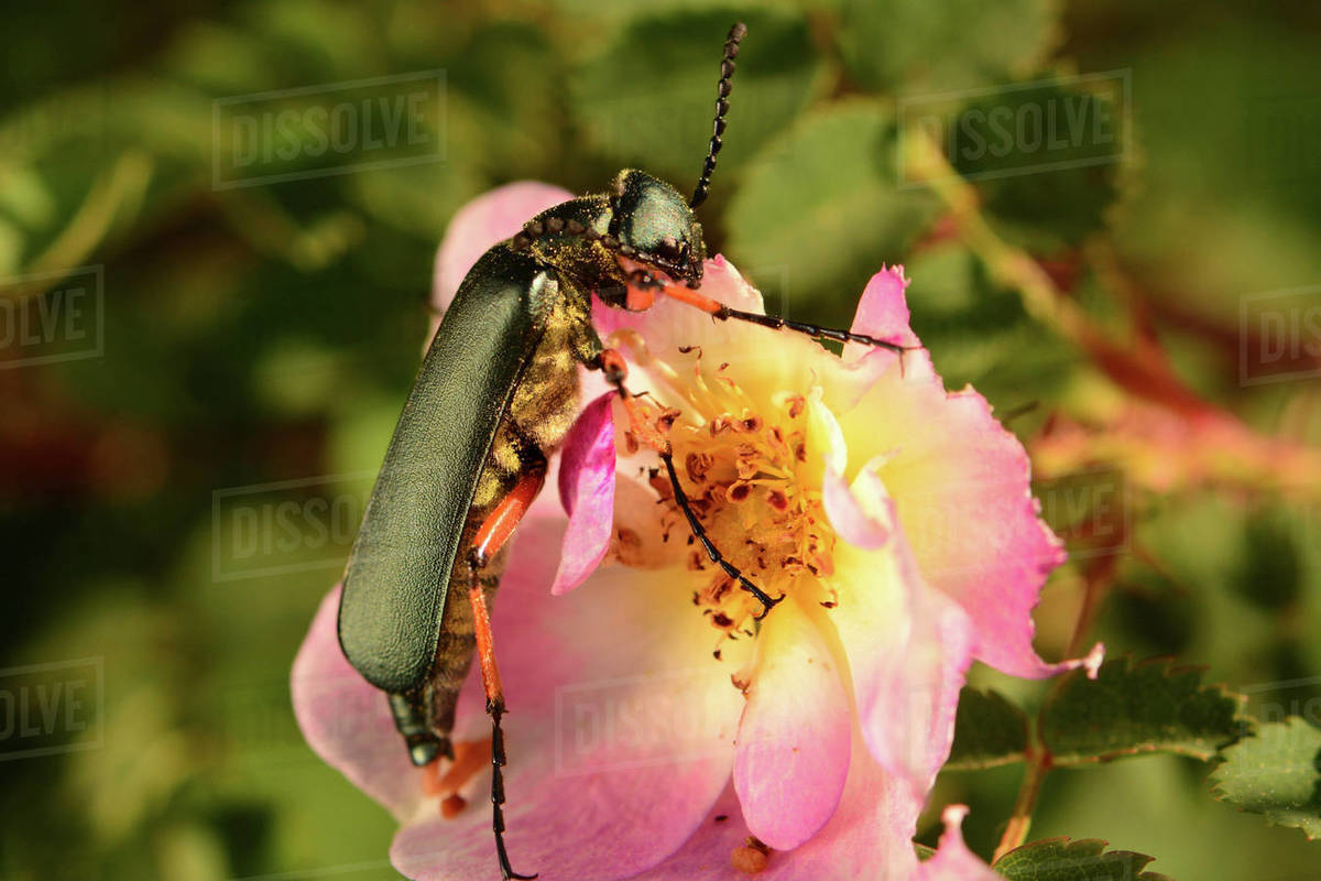 A longhorn beetle eating petals of a rose flower in Kouchibouguac ...