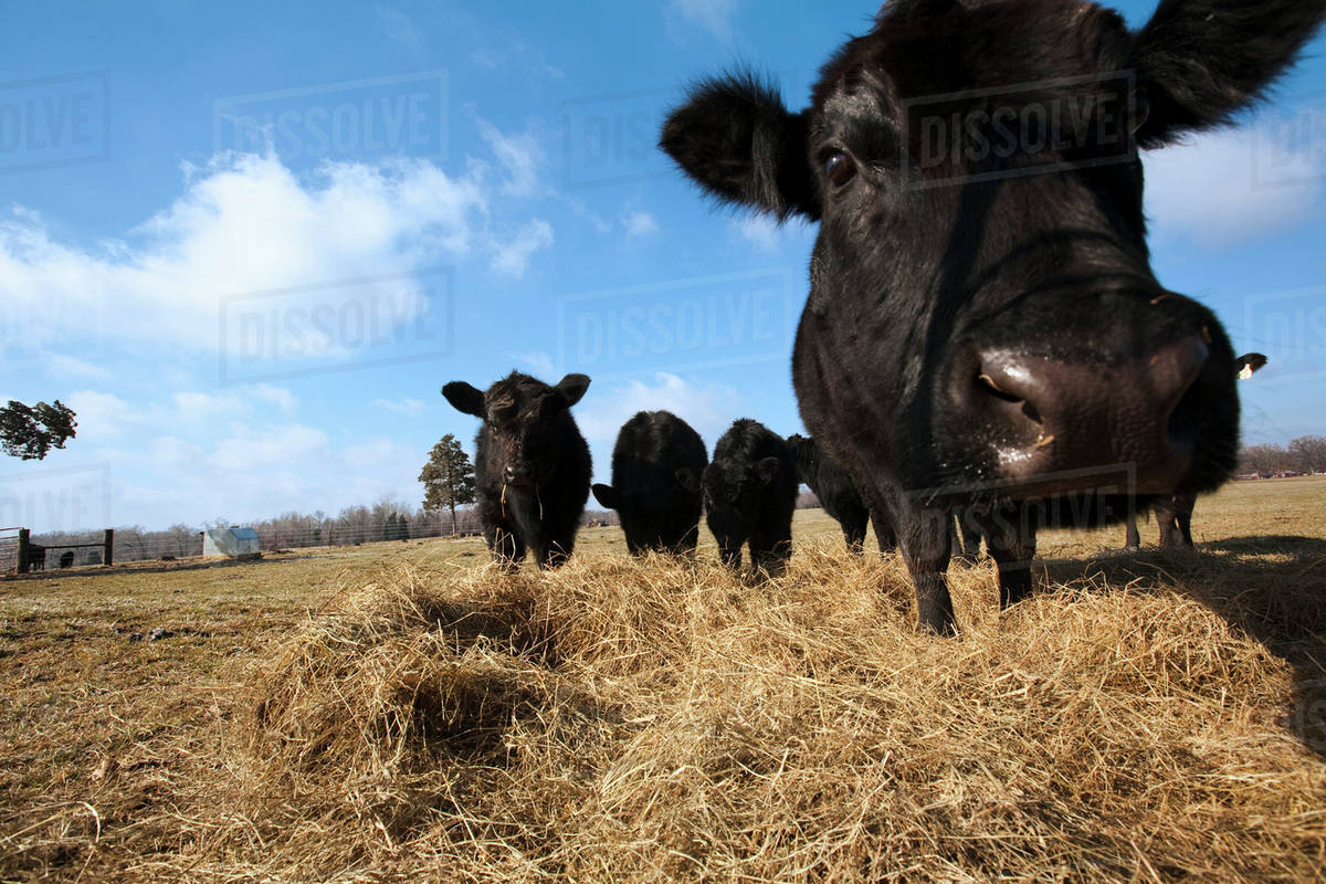 Livestock Black Angus beef cattle feeding on hay on a dry, cold