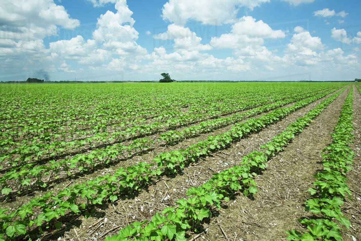 Agriculture Field of early growth cotton plants at the 10 leaf stage