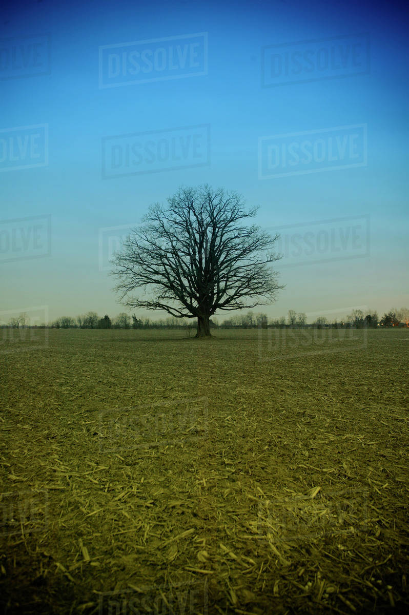 Tree In Middle Of Field, Saskatchewan, Canada Stock Photo Dissolve