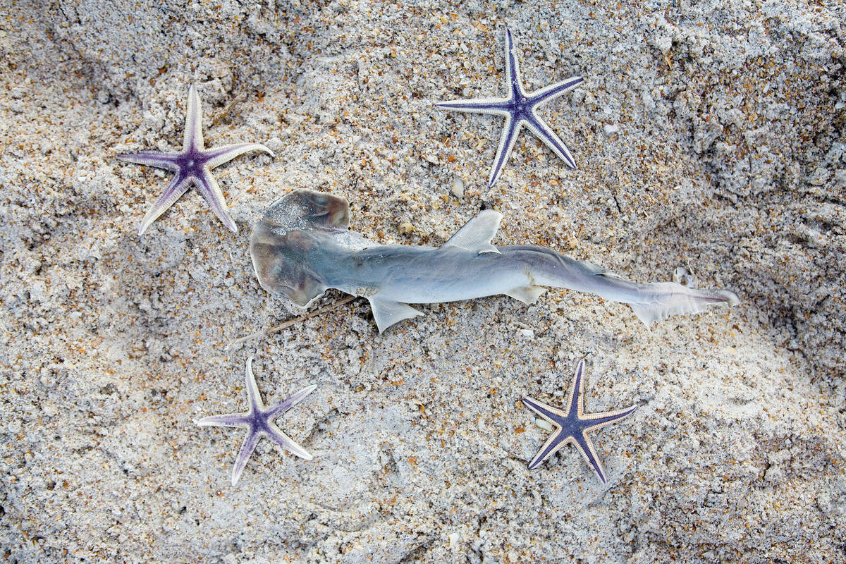 Shark And Starfish On A Beach, Jacksonville, Florida Stock Photo