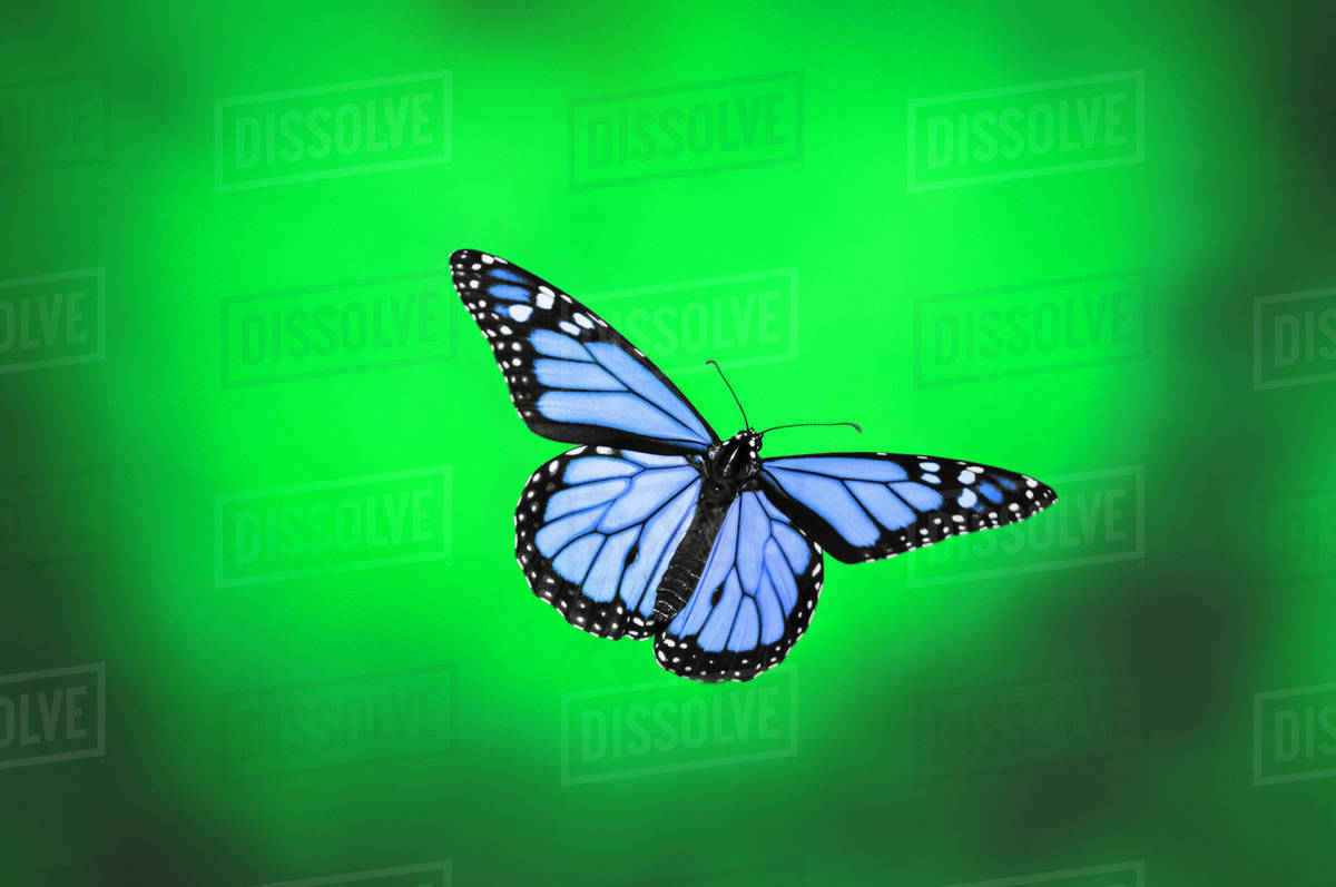 Butterfly In Flight Stock Photo Dissolve