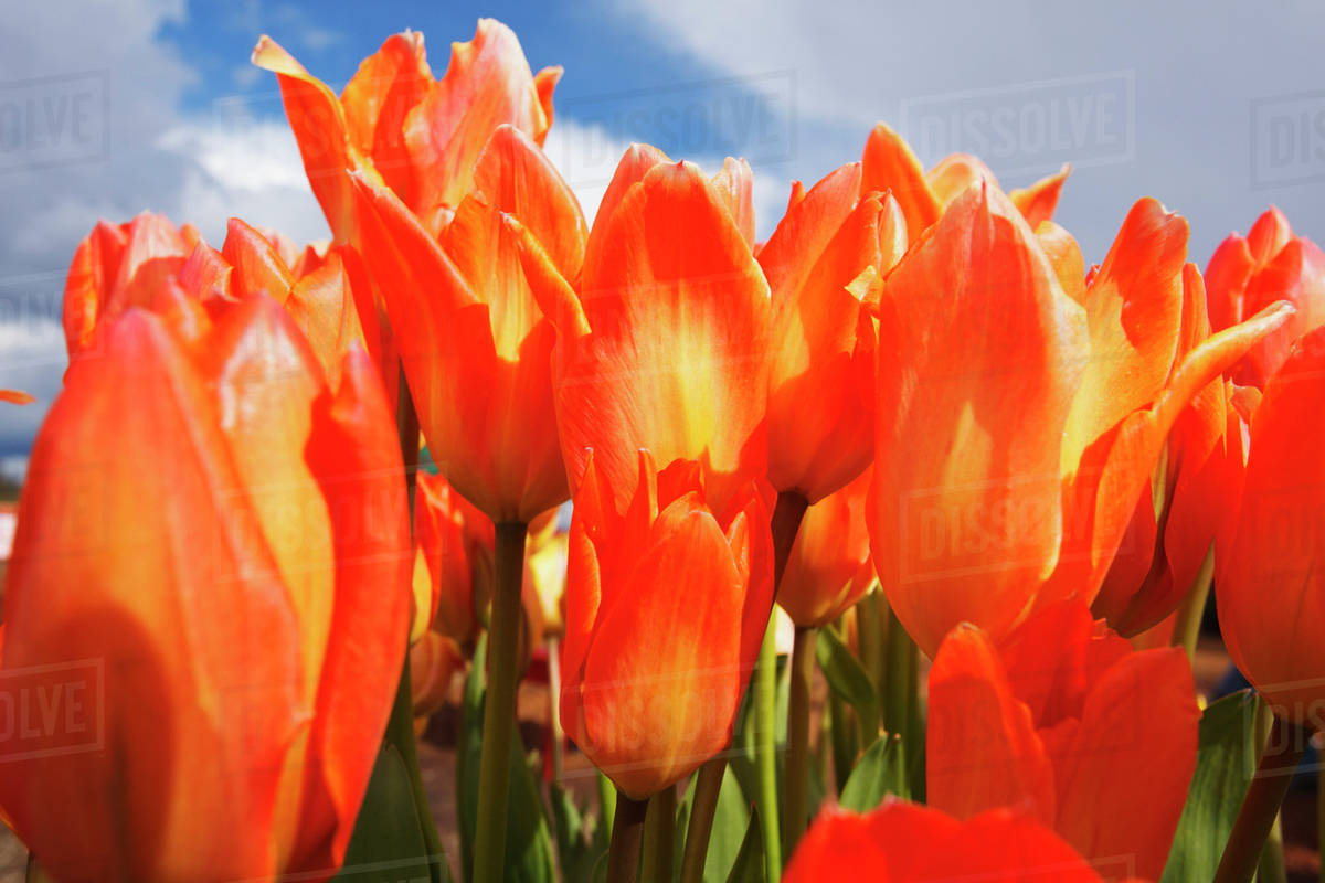 Close up of tulips in a field at wooden shoe tulip farm;Woodburn oregon