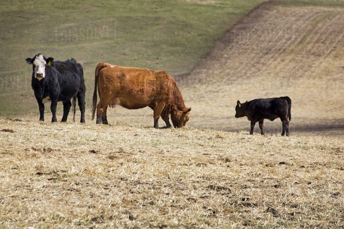 Cattle grazing in stubble field with new born calf in the springtime