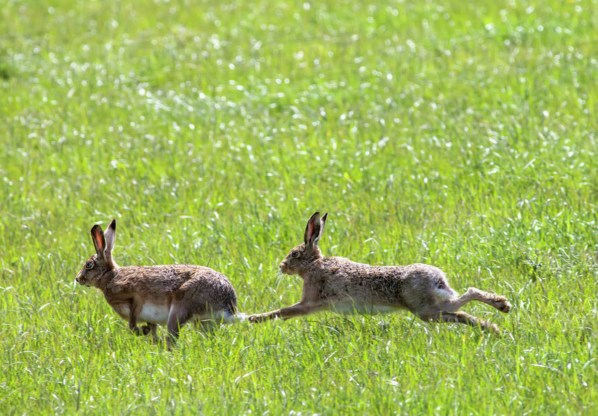 Two rabbits playing in the grass;Northumberland england Stock Photo
