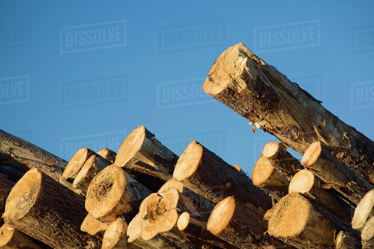 Detail Of Trees Stacked On Top Each Other In A Lumber Yard With Detail Of Trees Stacked On Top Each Other In A Lumber Yard With Blue Sky Calgary Alberta Canada