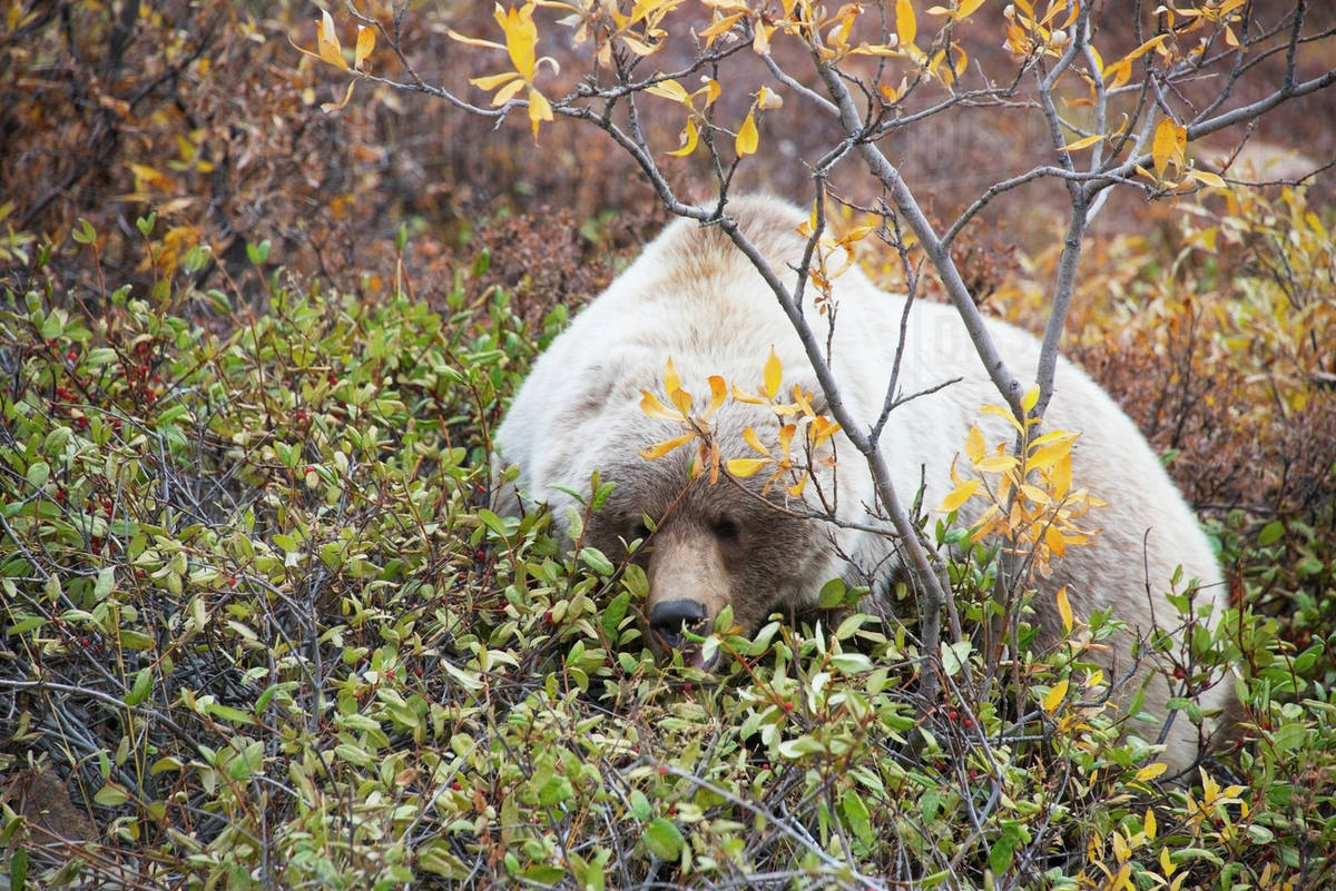 Brown bear (ursus arctos) lays down to eat berries in denali national