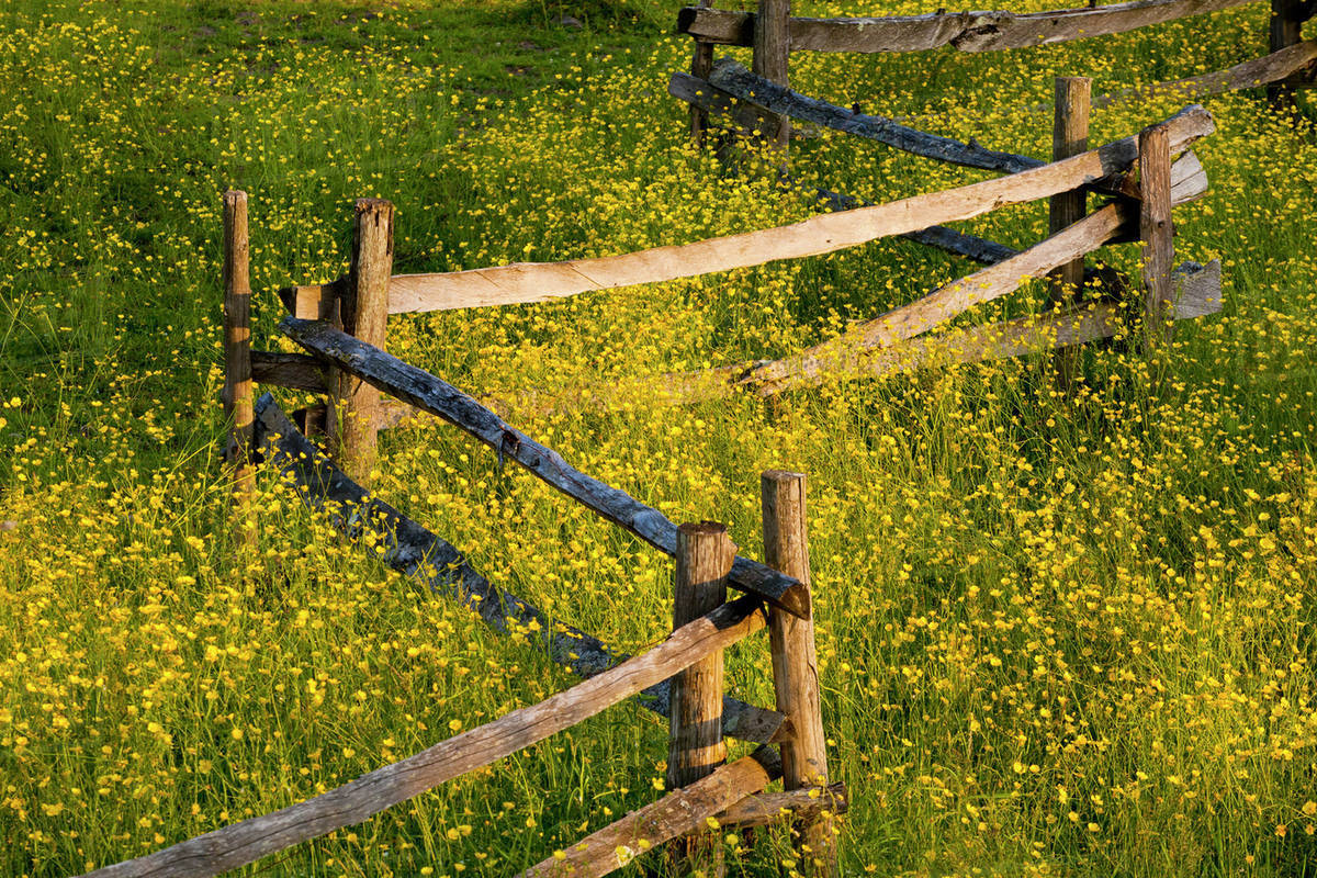Wildflowers And A Wooden Fence At Sunset; Fulford, Quebec, Canada