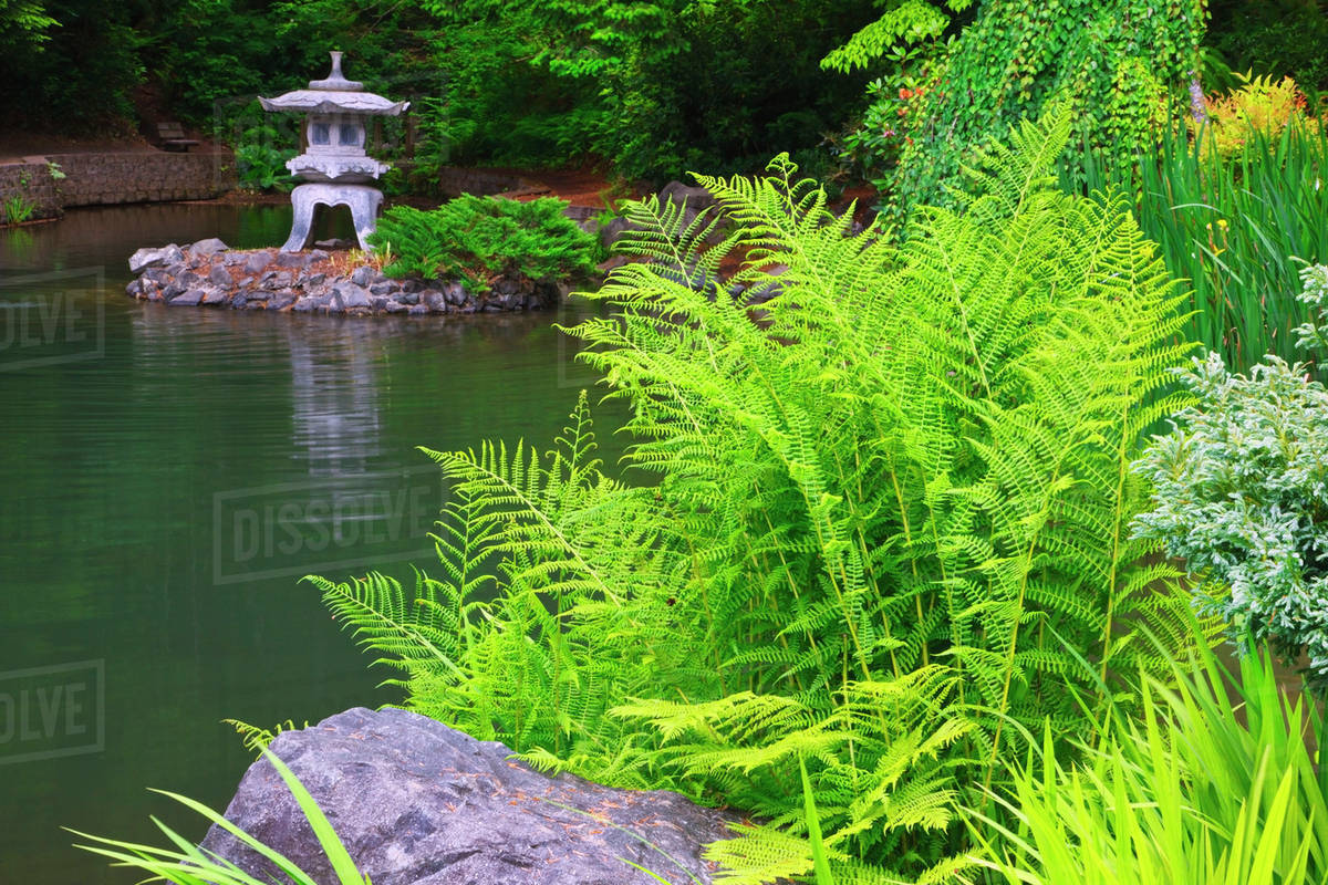 Plants Growing On The Edge Of A Pond In Mingus Park; Coos Bay, Oregon