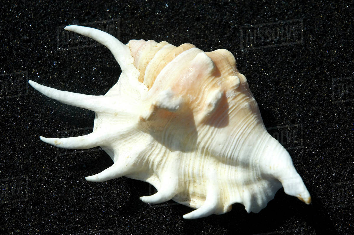 Spider Conch Shell On Black Sand Beach. - Stock Photo - Dissolve