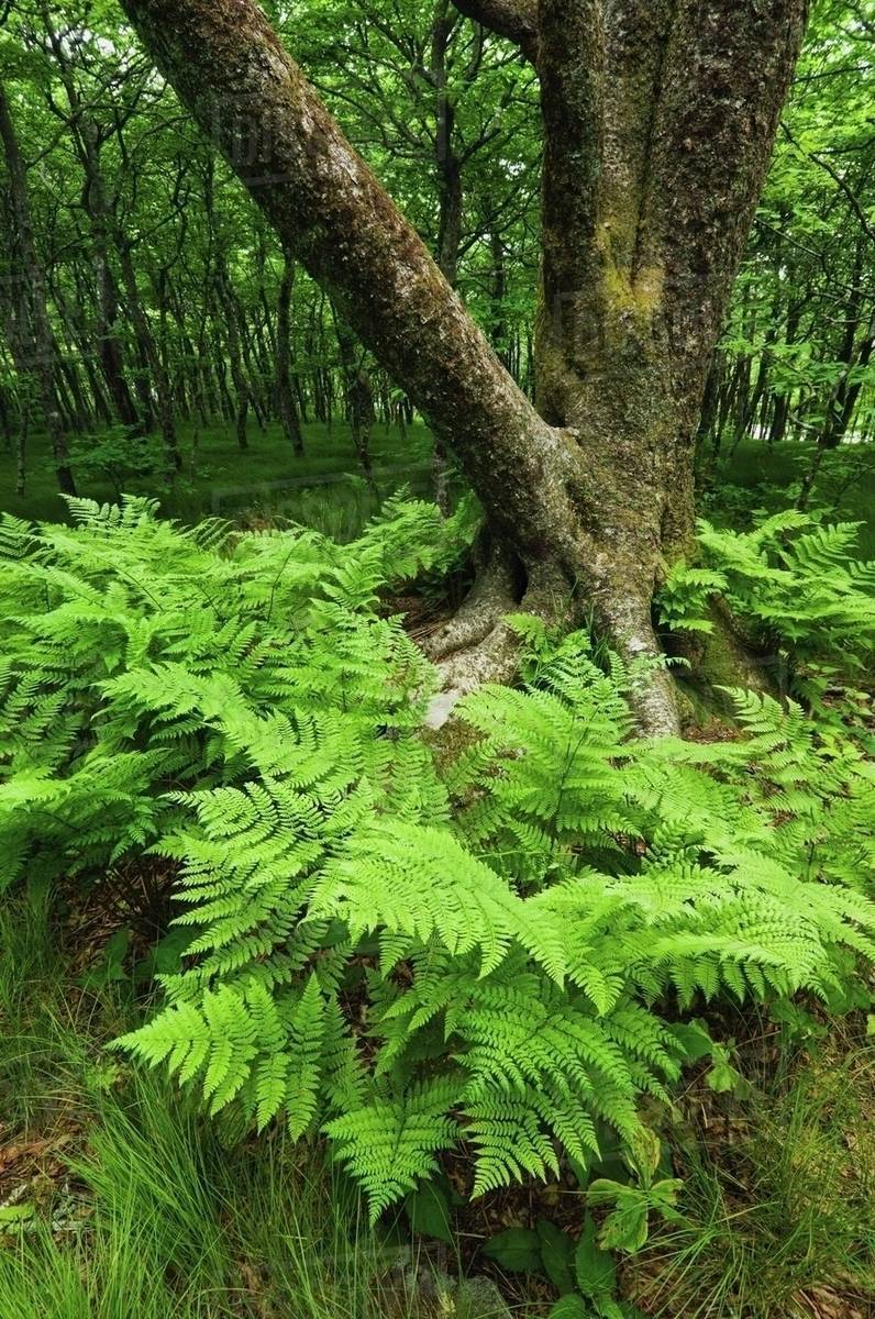 Blue Ridge Parkway, North Carolina, United States Of America; Ferns ...