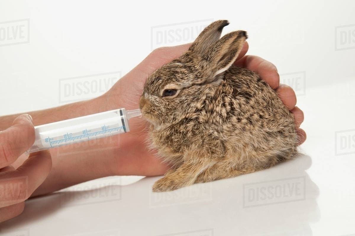 Feeding Bunny With Syringe Stock Photo Dissolve