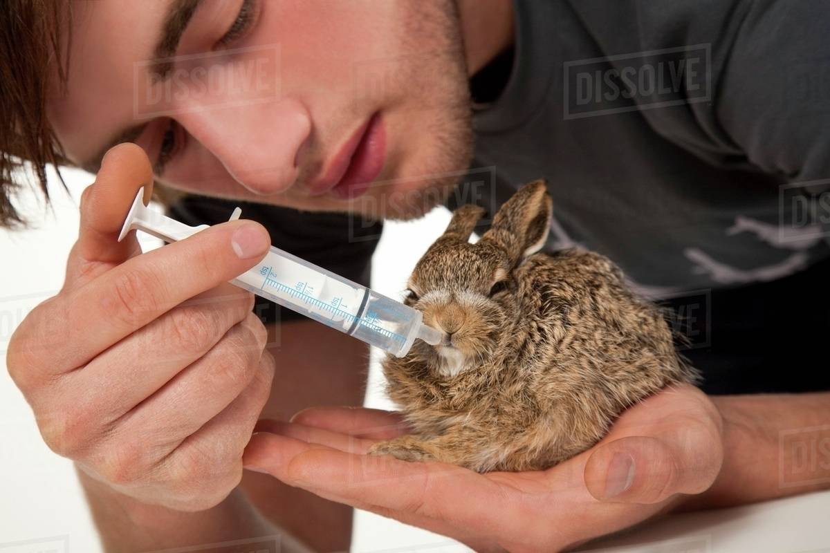 Young Man And A Baby Rabbit; Young Man Feeding A Baby Rabbit