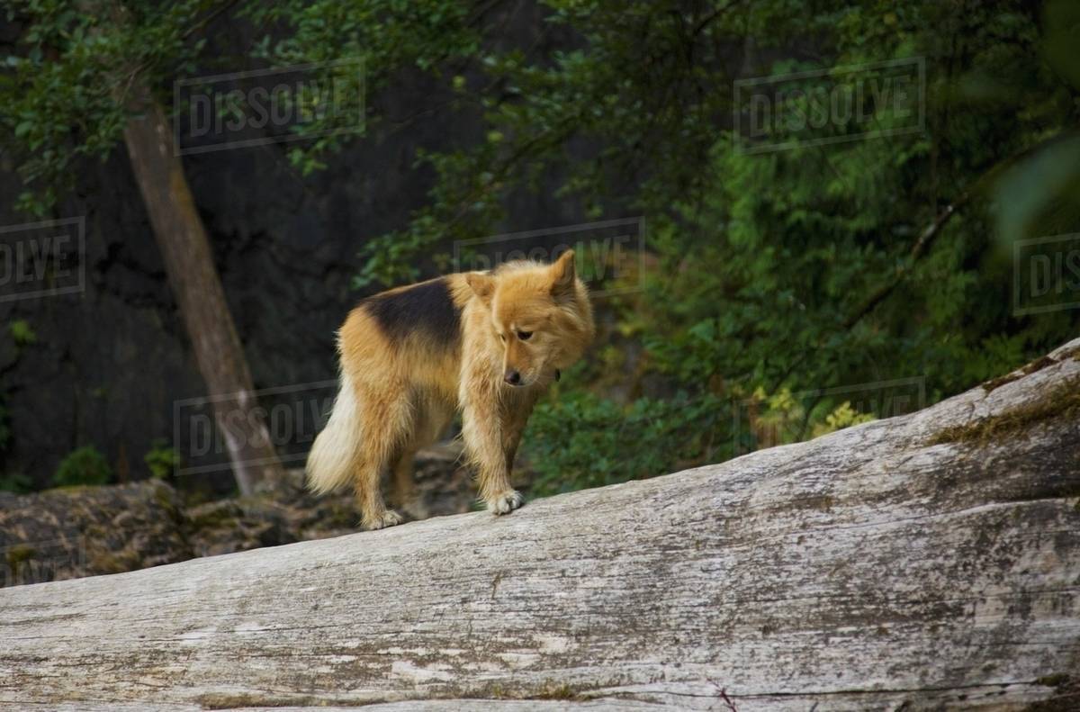 Dog British Columbia Canada Stock Photo Dissolve