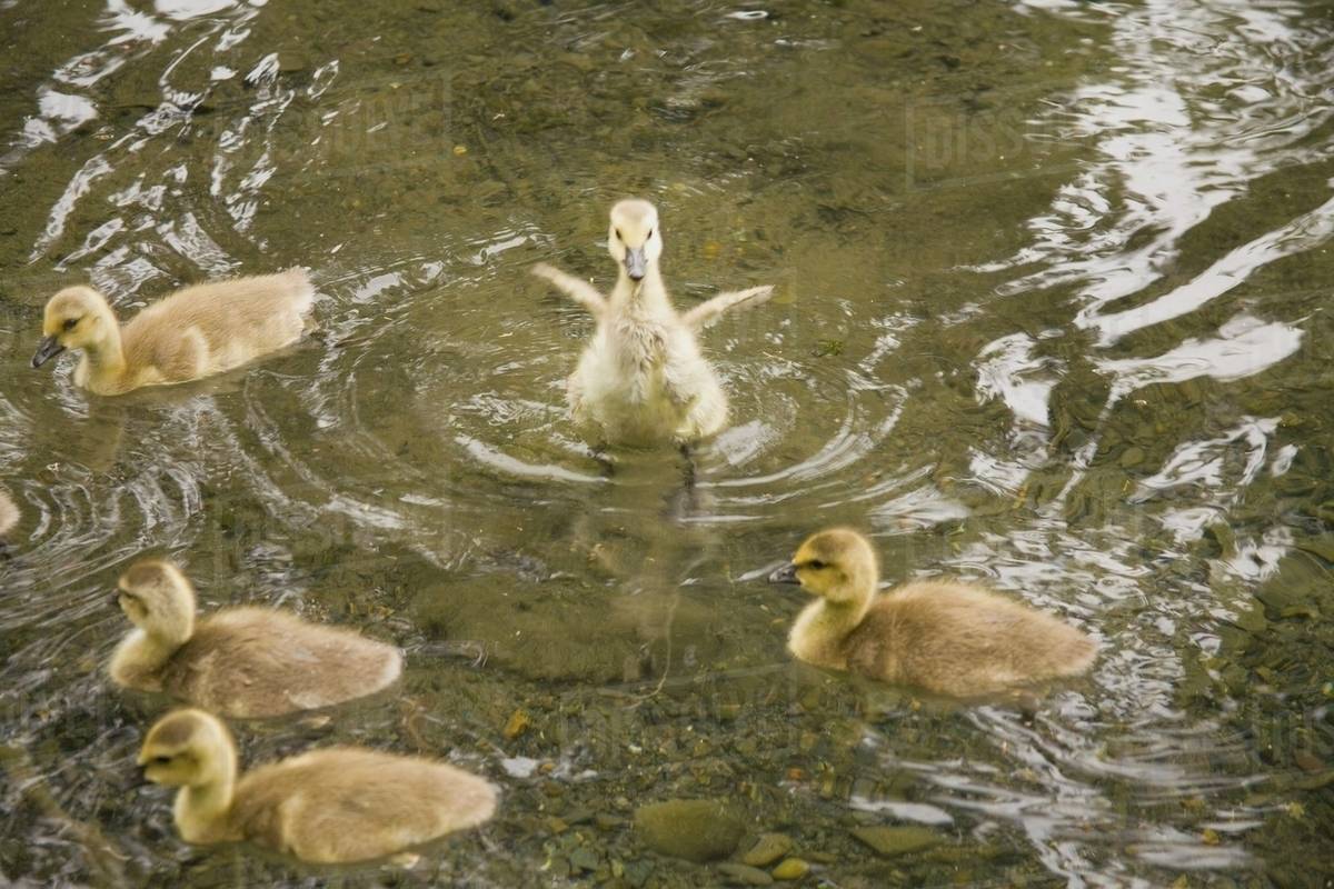 Ducklings Swimming Stock Photo Dissolve