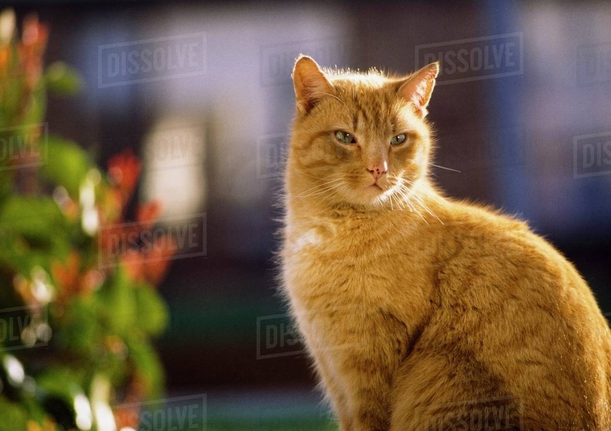 Ginger Cat Sitting And Looking Into Distance; Ireland Stock Photo