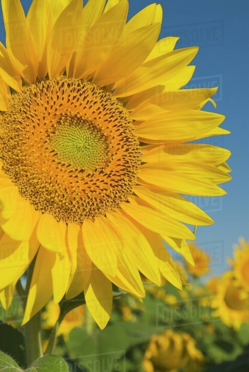 Sunflower (Helianthus Annuus) - Stock Photo - Dissolve