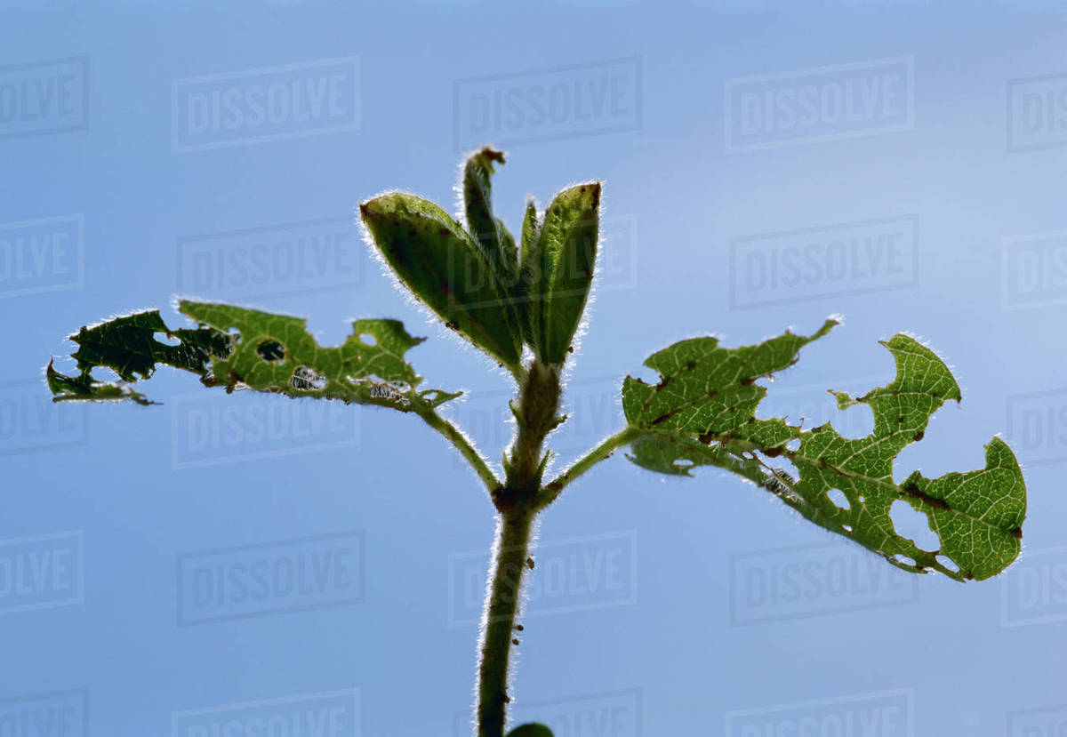 Agriculture Damage to an early growth soybean plant caused by Bean