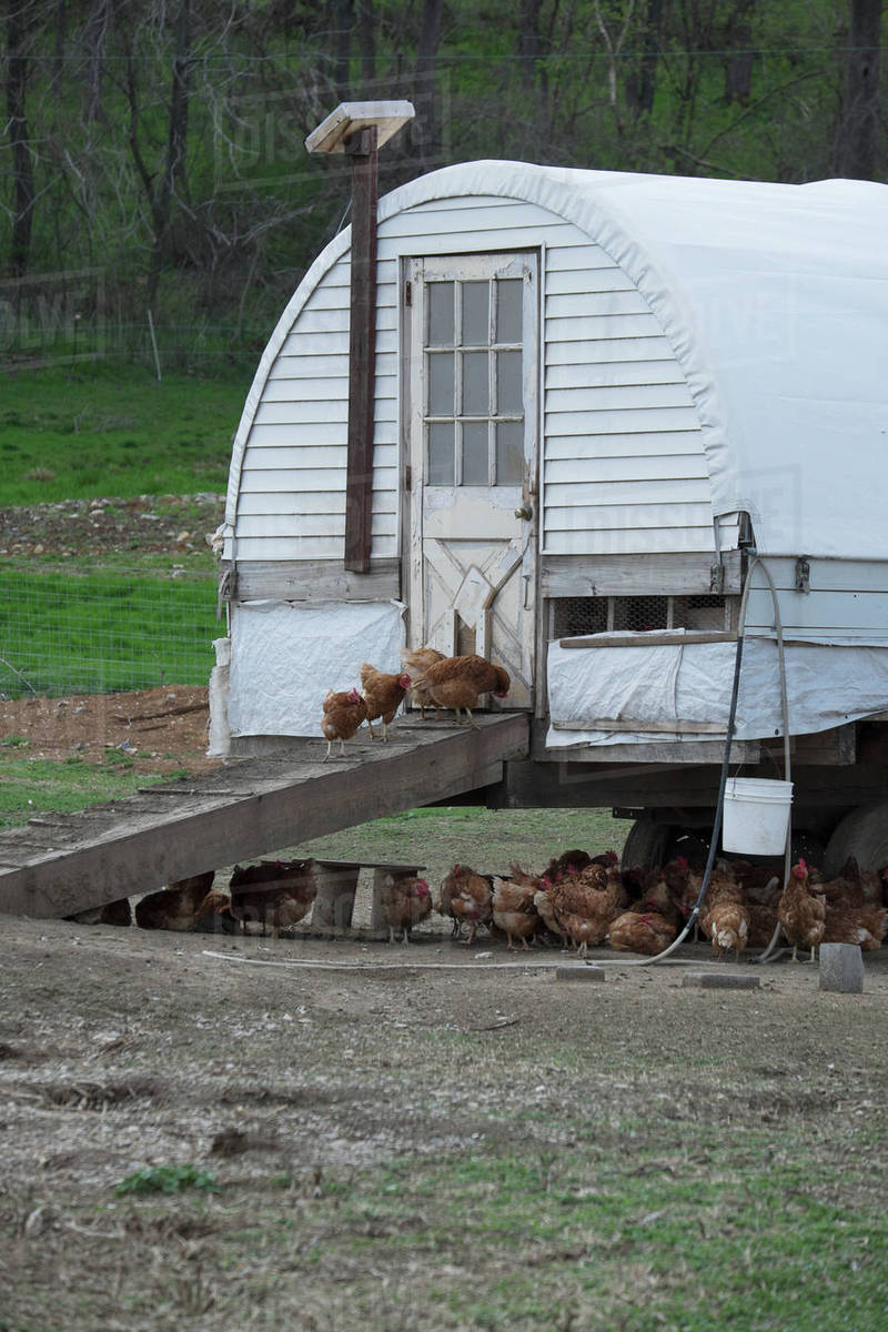 Amish chicken house with Road Island Red chickens; Lancaster