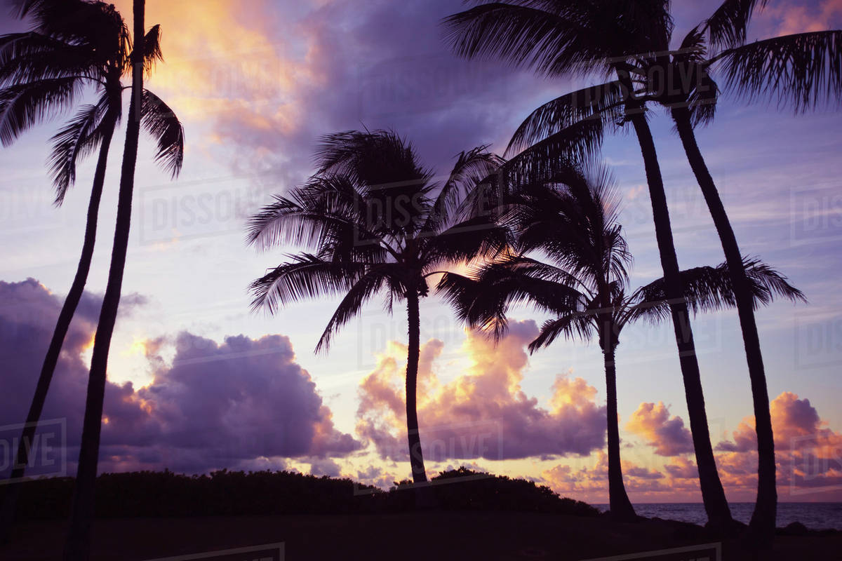 Palm trees at sunset; Wailea, Maui, Hawaii, United States of America