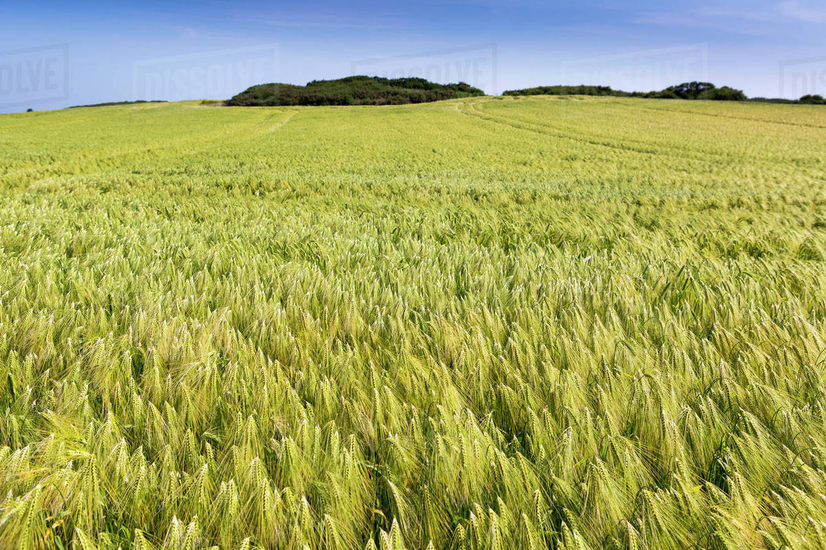 Wide angle image of a barley field with blue sky; Brittany, France