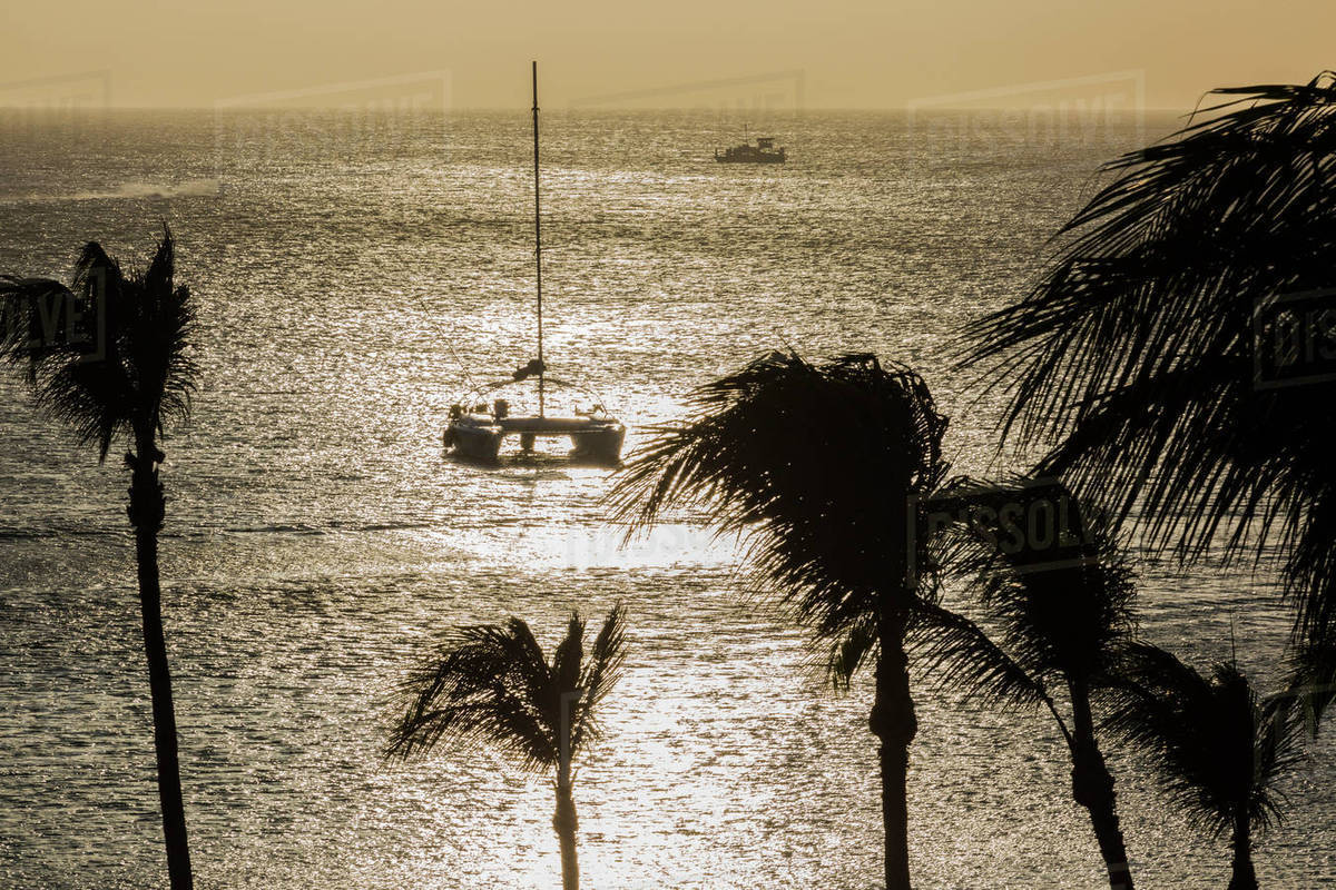 Afternoon light on the coconut palms of Palm Beach; Aruba Stock Photo Dissolve