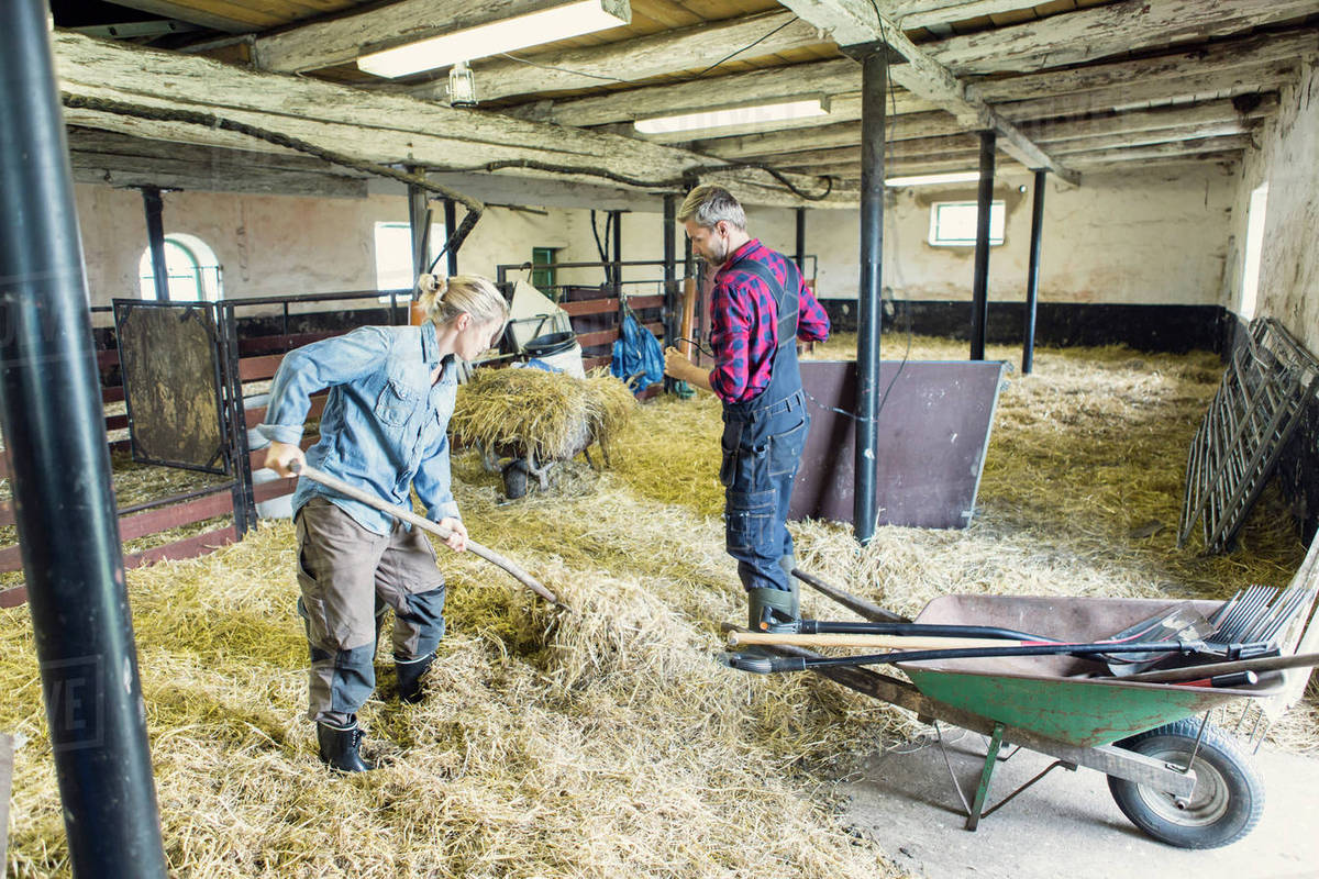 Man guiding woman in spreading hay at barn Stock Photo Dissolve