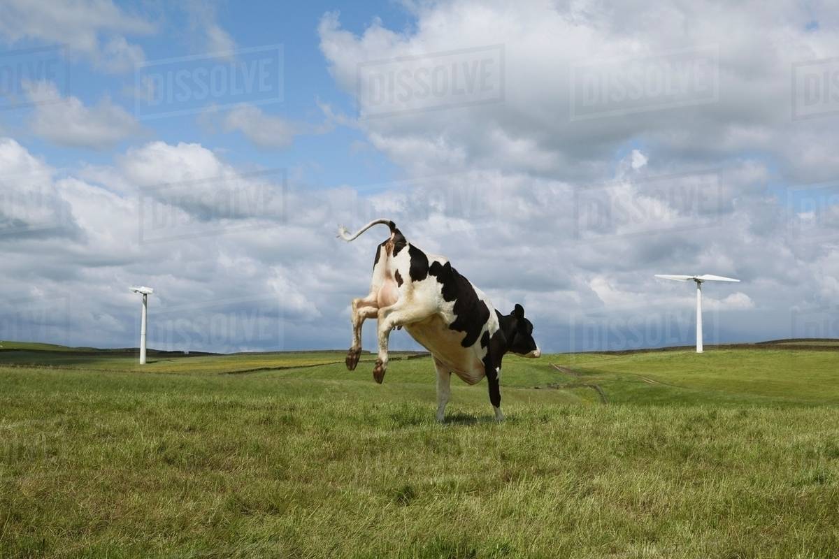 Cow jumping in field Stock Photo Dissolve