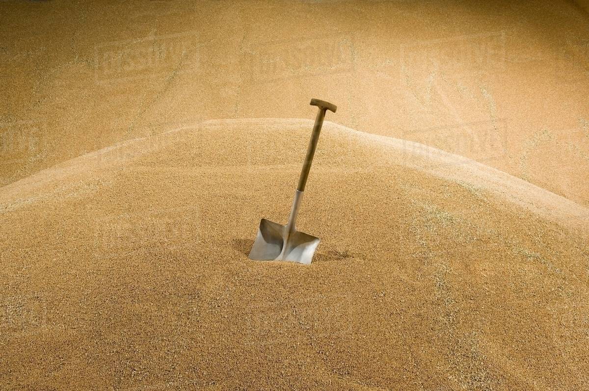 Shovel in wheat store Stock Photo Dissolve