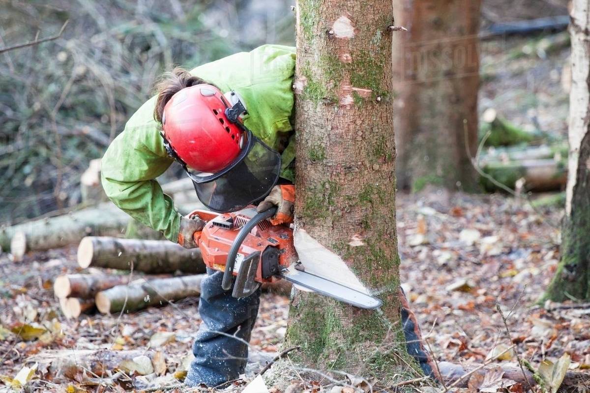 Conservationist working in a reserve to remove nonnative conifer trees