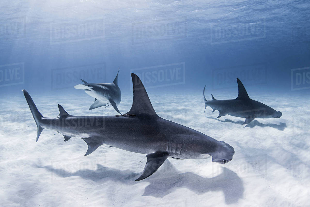 Great Hammerhead Sharks swimming near seabed - Stock Photo - Dissolve