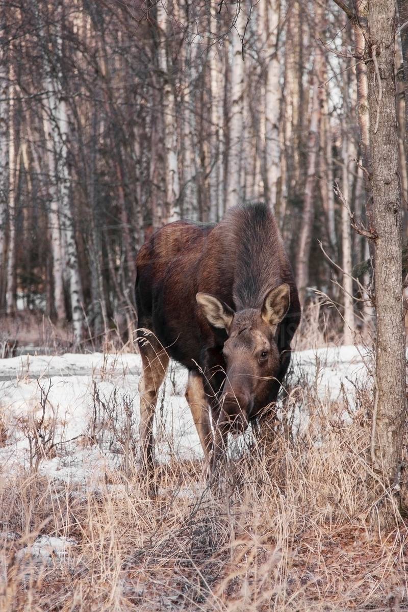 Moose in forest, Fairbanks, Alaska Stock Photo Dissolve