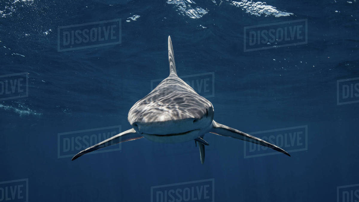 Underwater view of Sandbar Shark, Jupiter, Florida, USA Stock Photo