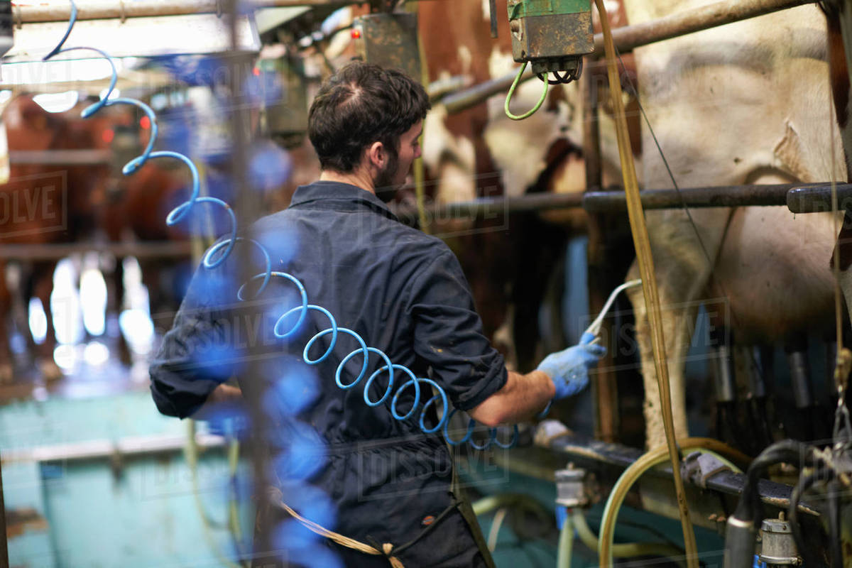Farmer milking cows in dairy farm, using milking machines Stock Photo