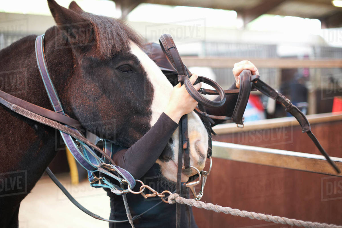 Young woman putting bridle on horse Stock Photo Dissolve