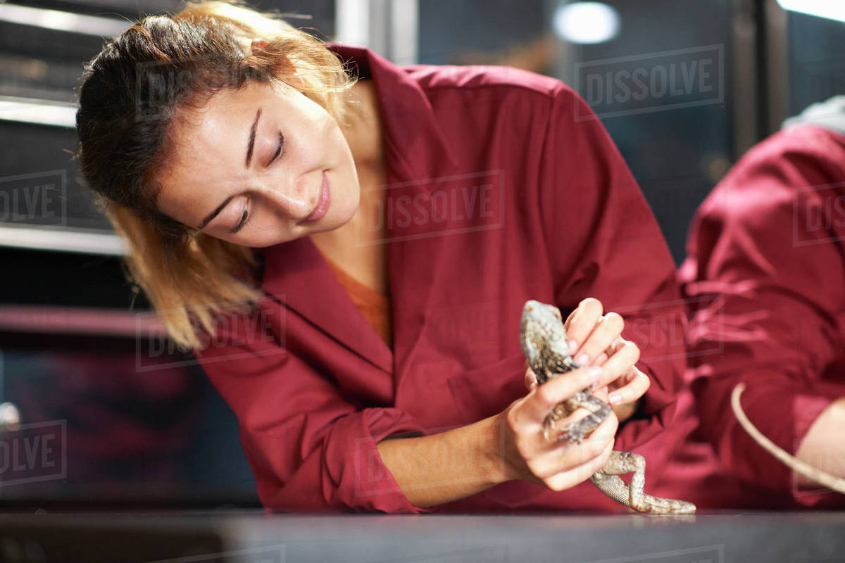 Female college students handling frillnecked lizard in lab Stock