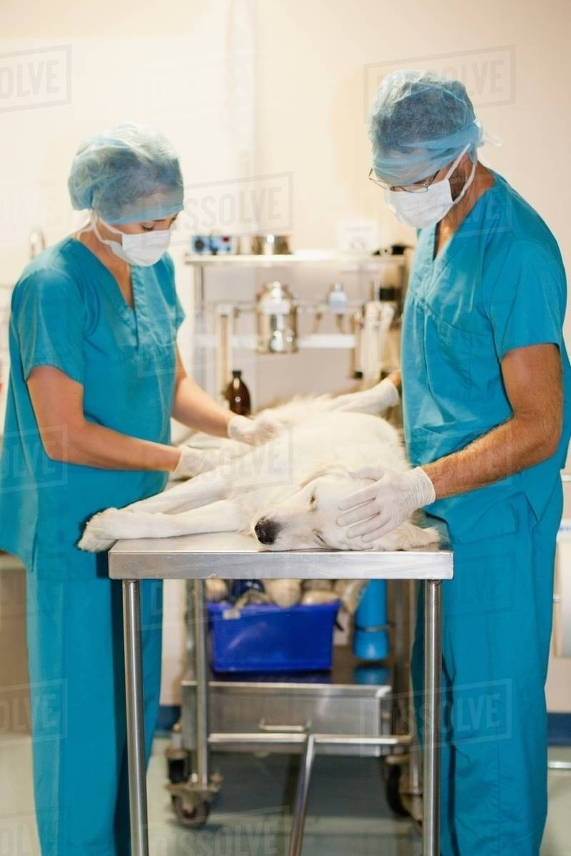 Veterinary surgeons working on dog Stock Photo Dissolve
