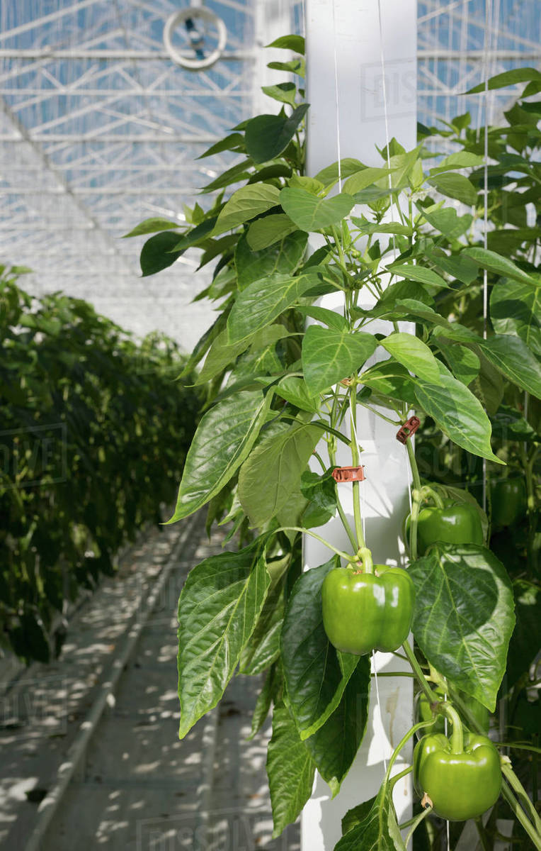 Peppers growing in greenhouse, Zevenbergen, North Brabant, Netherlands Stock Photo Dissolve