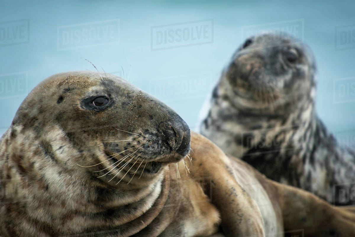 Grey seals (Halichoerus grypus), Great Blasket Island, Dingle, Kerry